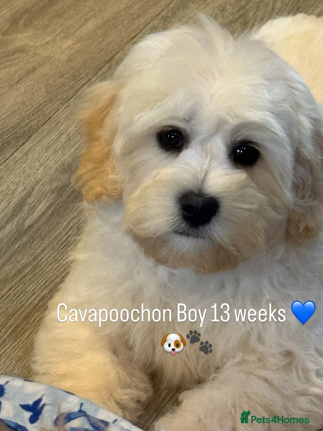 Cavapoochon dogs for sale: Ready now Stunning Cavapoochon Boy  - Advert 1