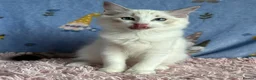 Ragdoll cats for sale: Beautiful Tica Registered Kittens Ragdoll - Advert 3