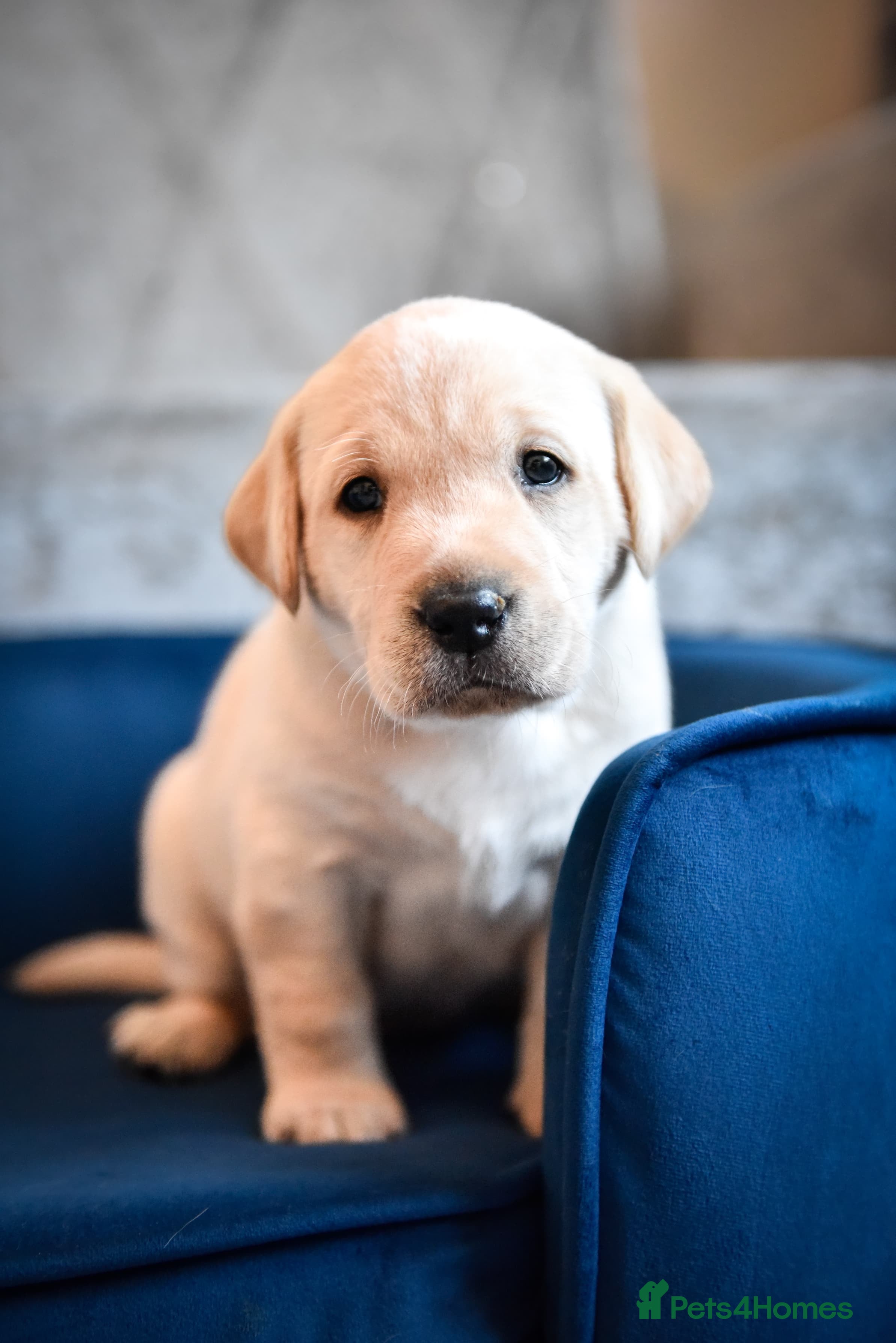 Labrador Retriever dogs Labrador Retriver girl - Advert 1