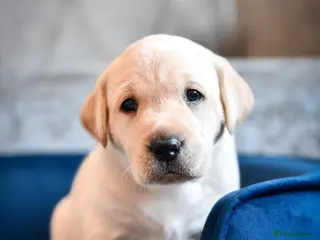 Labrador Retriever dogs Labrador Retriver girl - Advert 1