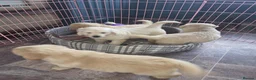 Golden Retriever dogs for sale: ADORABLE GOLDEN RETRIEVER PUPPIES  - Advert 7