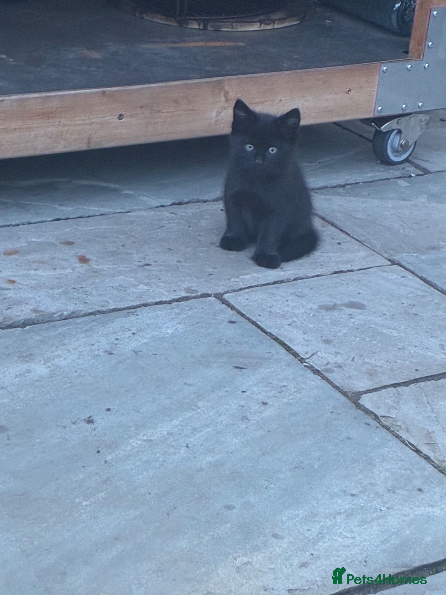Mixed Breed cats 5 beautiful kittens for sale  - Advert 1