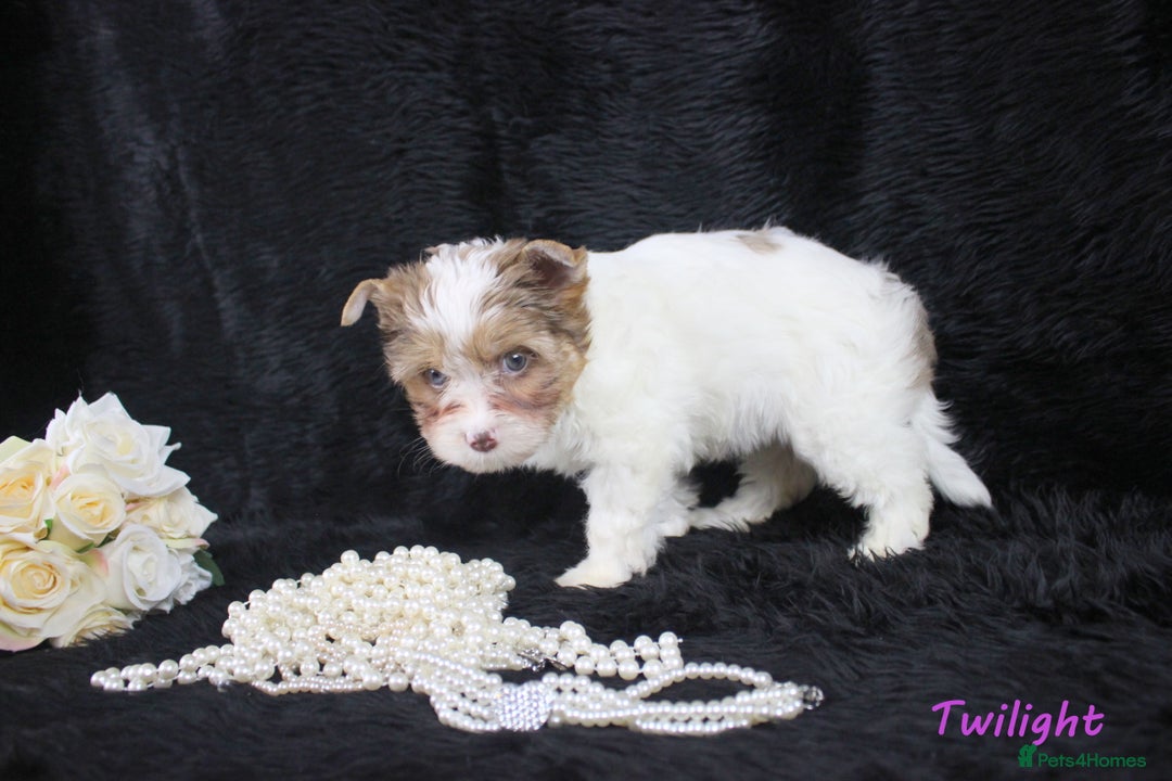 Yorkshire Terrier dogs for sale: Choc & White Yorkie Girl Blue eyes – Ready Now - Advert 10
