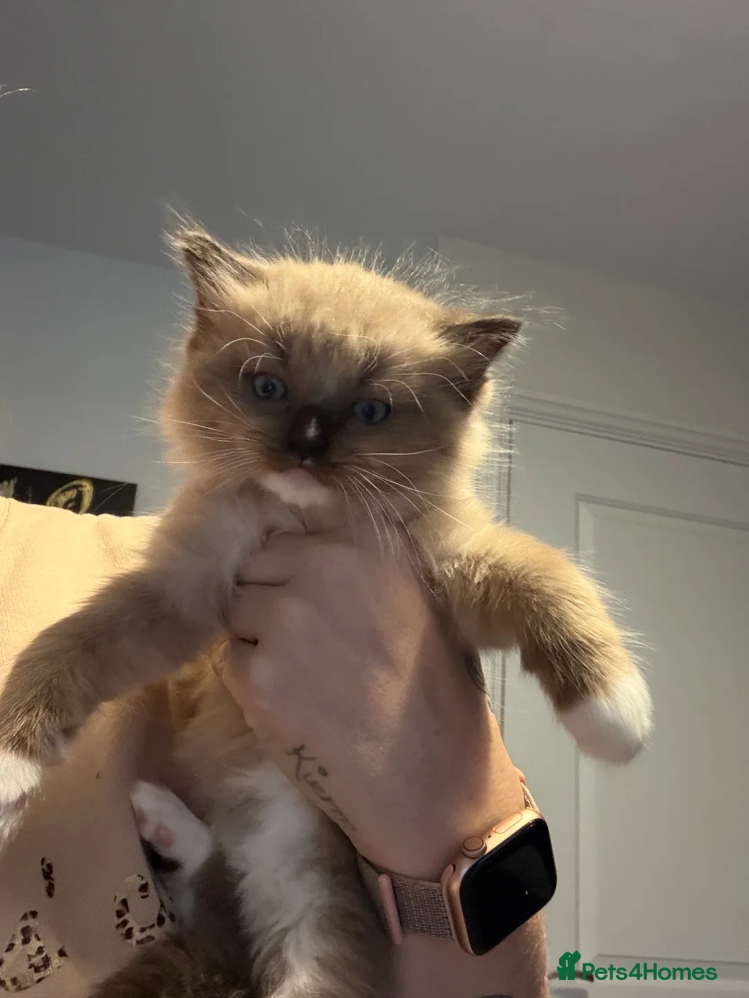 Ragdoll cats for sale: Beautiful MINK ragdoll - Advert 16