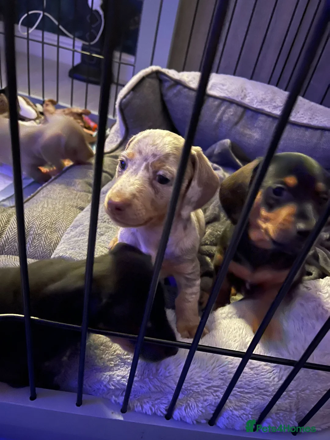 Miniature Dachshund dogs for sale: Miniature dachshund  - Advert 2