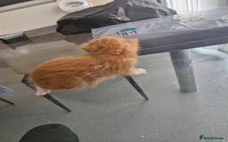 Abyssinian cats for sale: Beautiful & very therapeutic to watch them grow :) - Image 11