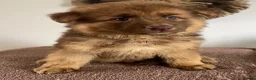 German Shepherd dogs for sale: German Shepherd Puppies Liver Tan Isabella Tan  - Advert 24