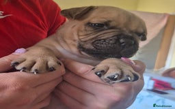 Mixed Breed dogs for sale: Pocket bully cross Chow Chow puppies for sale - Image 17