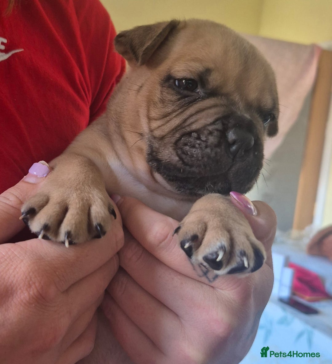 Mixed Breed dogs for sale: Pocket bully cross Chow Chow puppies for sale - Image 17