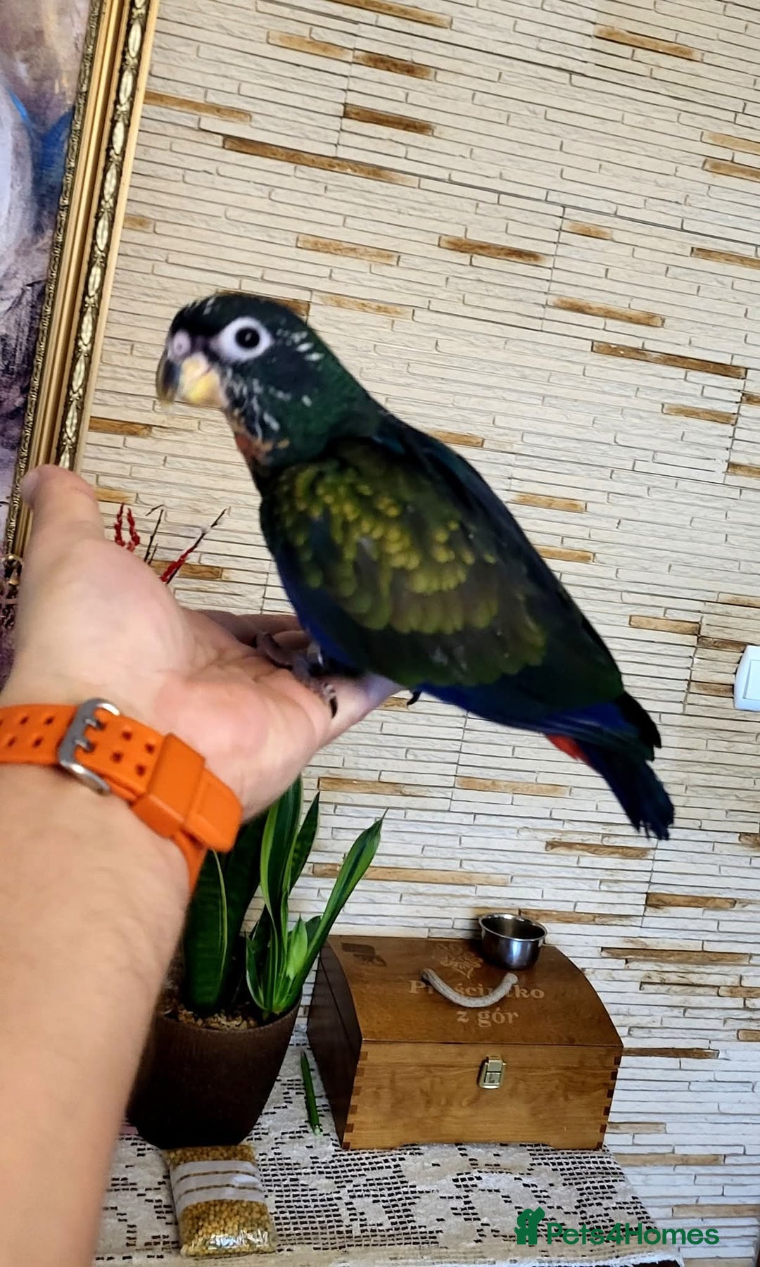 Parrots birds for sale: Bronze winged pionus friendly and tamed  - Advert 2