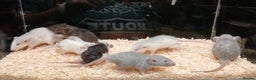 Rat rodents for sale: Baby Dumbo Rats Normal - Rex Furred  - Advert 7