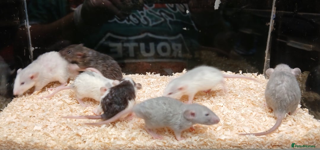 Rat rodents for sale: Baby Dumbo Rats Normal - Rex Furred  - Advert 7