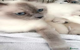 Ragdoll cats for sale: British Ragdoll kittens - Image 6