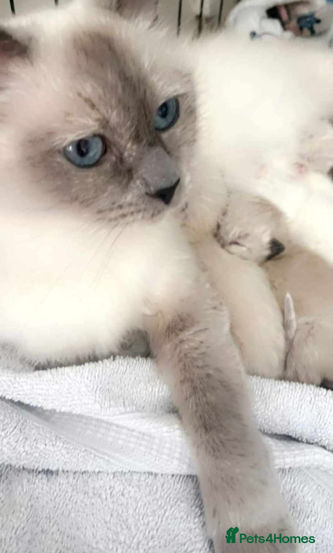 Ragdoll cats for sale: British Ragdoll kittens - Image 6