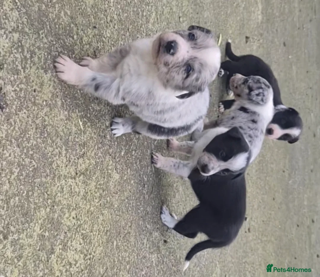 Border Collie dogs for sale: Merle collie pups - Advert 5