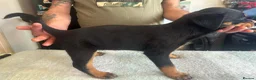 Rottweiler dogs for sale: 2 Beautiful and Playful Rottweiler puppies  - Advert 3