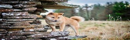 Japanese Shiba Inu dogs for sale: Shiba Inu  - Advert 4