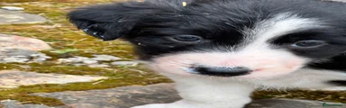 Border Collie Puppy 1