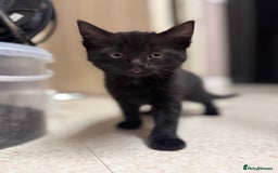 Mixed Breed cats for sale: 5 Male Kittens looking for their forever homes - Image 5