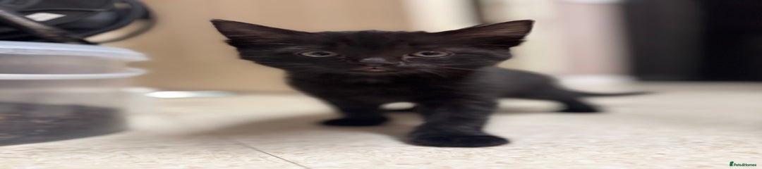 Mixed Breed Black Kitten 2