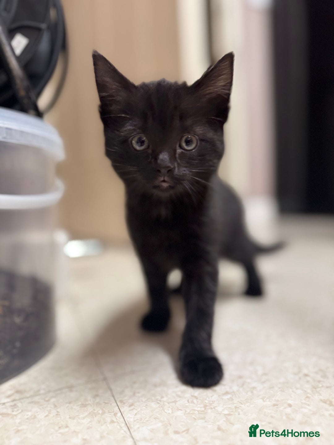 Mixed Breed cats for sale: 5 Male Kittens looking for their forever homes - Image 5