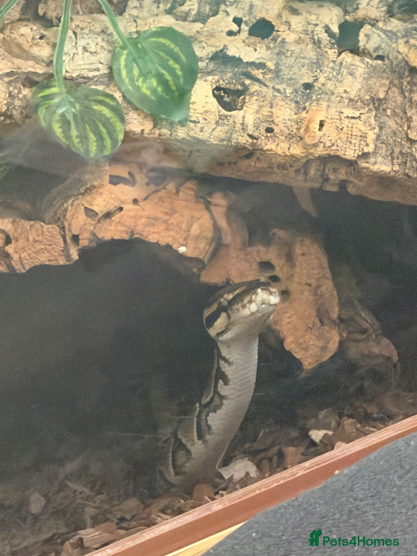 Python Snake reptiles Male clown double het pied royal python  - Advert 3