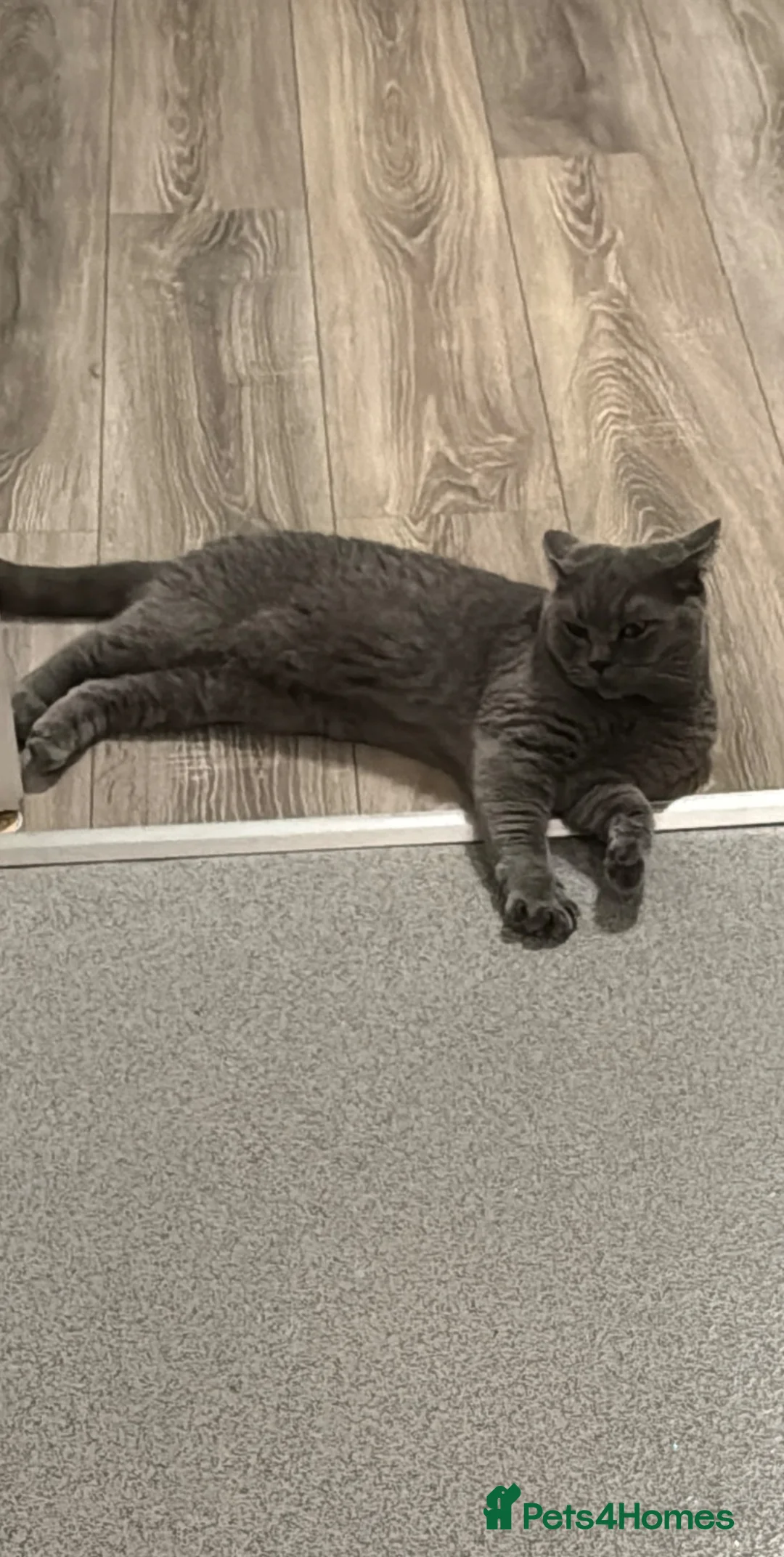 Mixed Breed cats for sale: British shorthair x Tabby boy - Advert 6