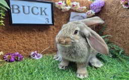 Continental Giant rabbits for sale: Pure Continental Giant Vaccinated  - Image 7