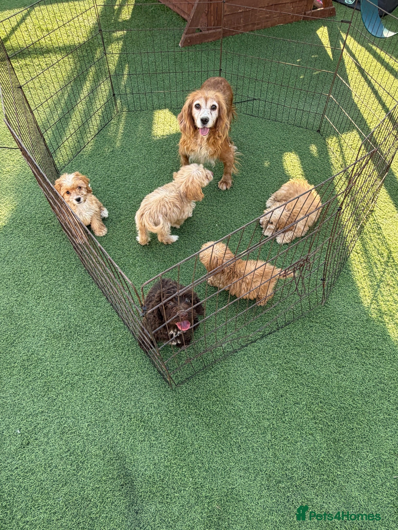 Cockapoo dogs Cockapoo f1 puppies  - Advert 1