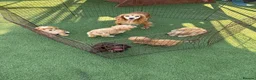 Cockapoo dogs for sale: Cockapoo f1 puppies  - Advert 1