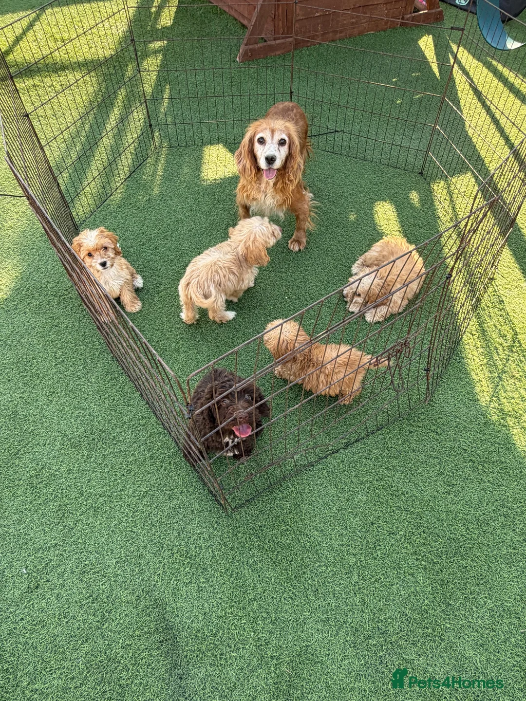 Cockapoo dogs for sale: Cockapoo f1 puppies  - Advert 1