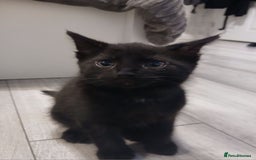 Mixed Breed cats for sale: Male kitten, Ready for a good home! - Image 1