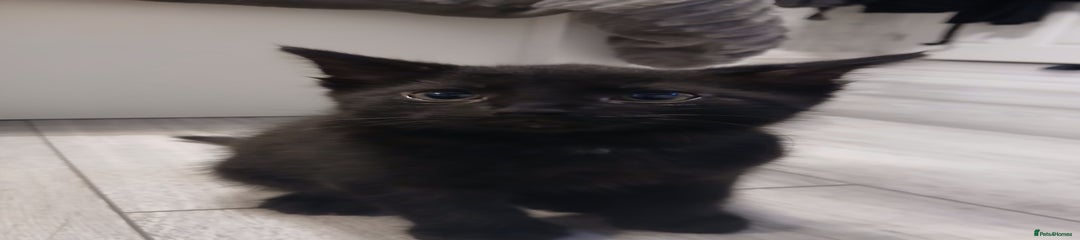 Void