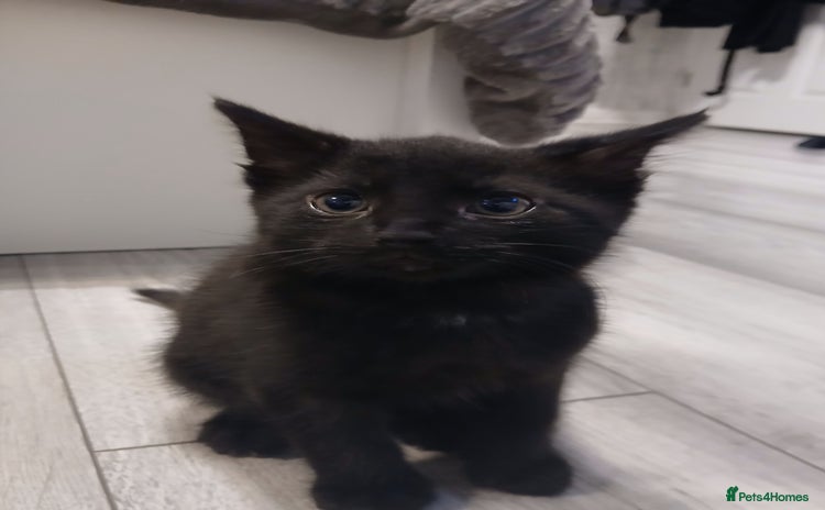 Mixed Breed cats - Advert 1