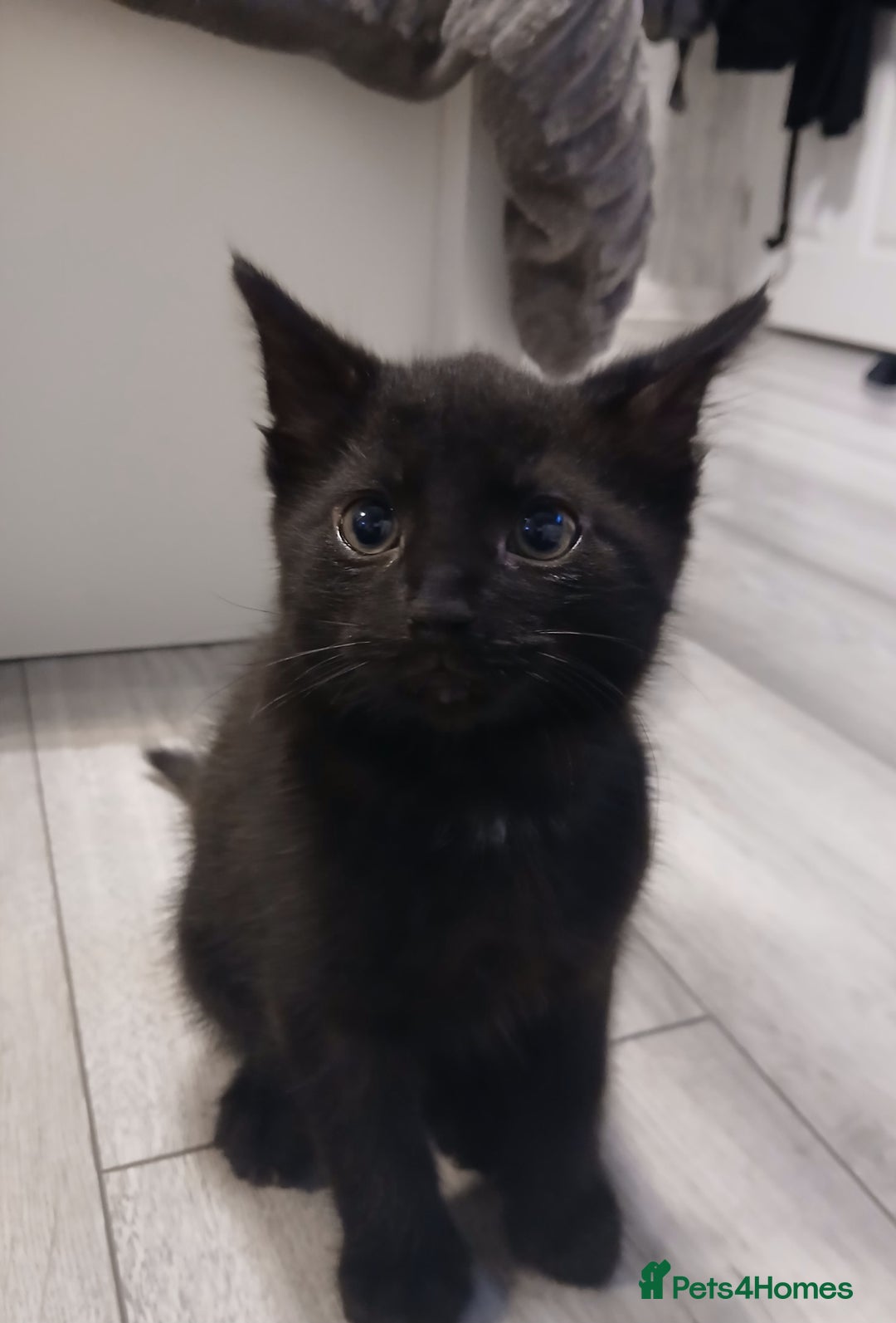 Mixed Breed cats for sale: Male kitten, Ready for a good home! - Image 1