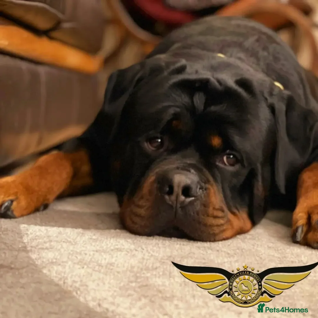 Rottweiler dogs for stud: Rottweiler import Stud (BIG DADDY BRUNO) in Liverpool - Advert 16