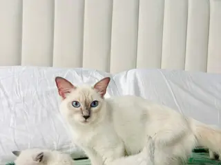 Ragdoll cats 🌸Athena Lilac Ragdoll Queen 🌸 - Advert 1