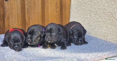 Staffordshire Bull Terrier dogs - Advert 14