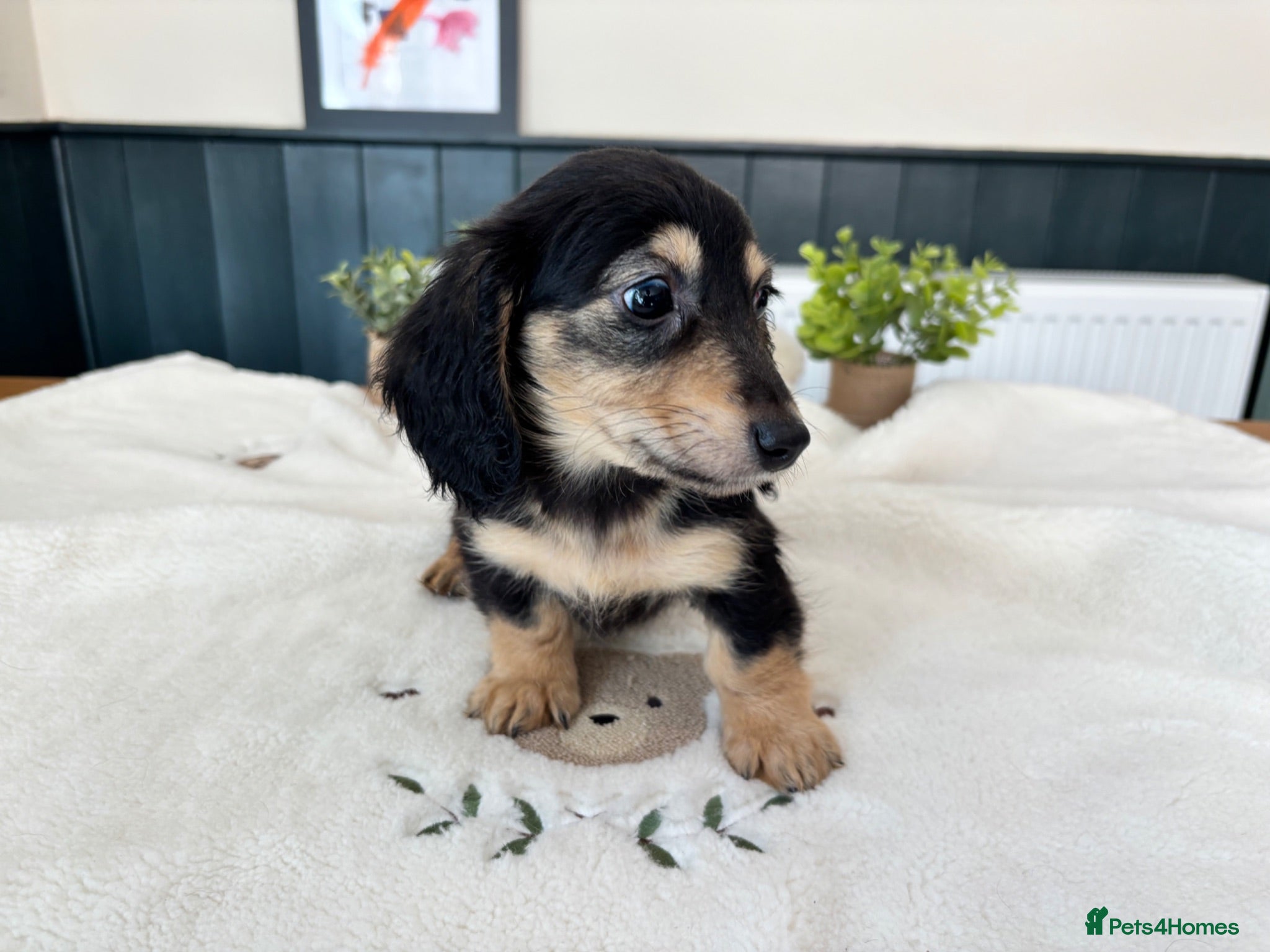 Miniature Dachshund dogs (3left, ready) Long haired miniature Dachshund  - Advert 1