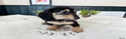 Miniature Dachshund dogs for sale: (3left, ready) Long haired miniature Dachshund  - Advert 1