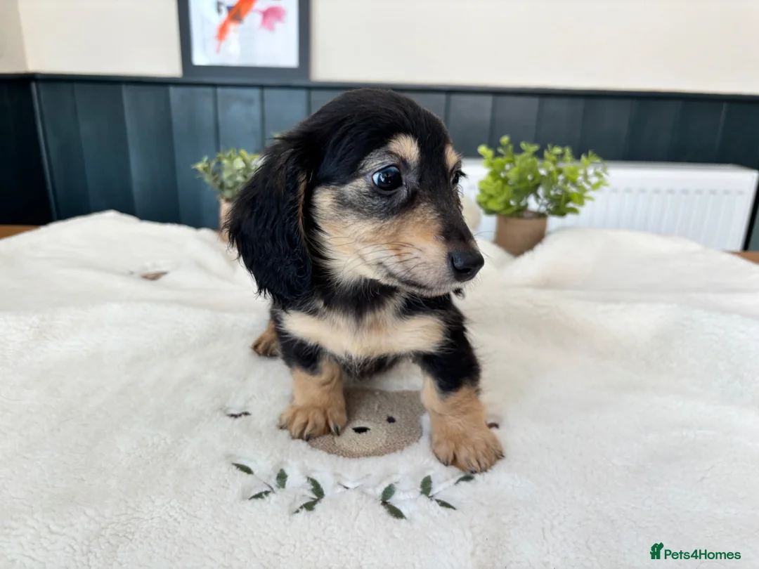 Miniature Dachshund dogs for sale: (3left, ready) Long haired miniature Dachshund  - Advert 1
