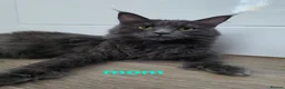 Maine Coon cats for sale: Beautiful White ***polydactyl*** Maine Coon girl. - Advert 20