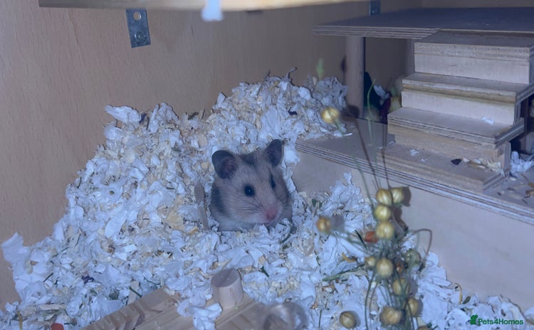 Hamster rodents - Advert 9