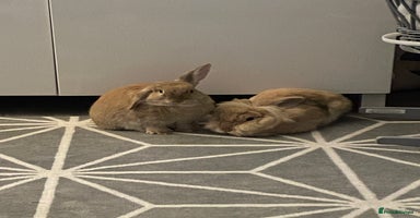 Mixed Breed rabbits in Brentwood - Advert 14