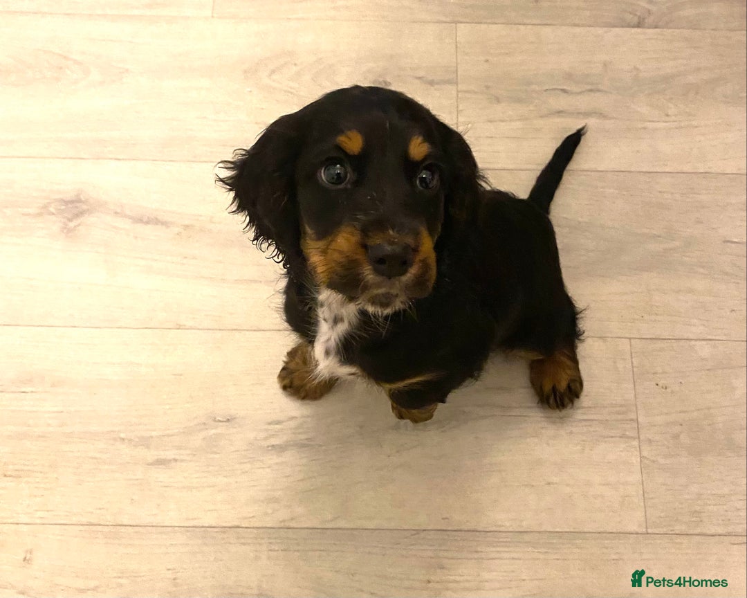 Cocker Spaniel dogs for sale: Rehome 8 week old Working Cocker Spaniel  - Advert 2