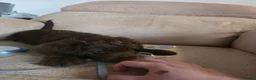 Mixed Breed dogs for sale: Australian Labradoodle Puppies - Advert 15