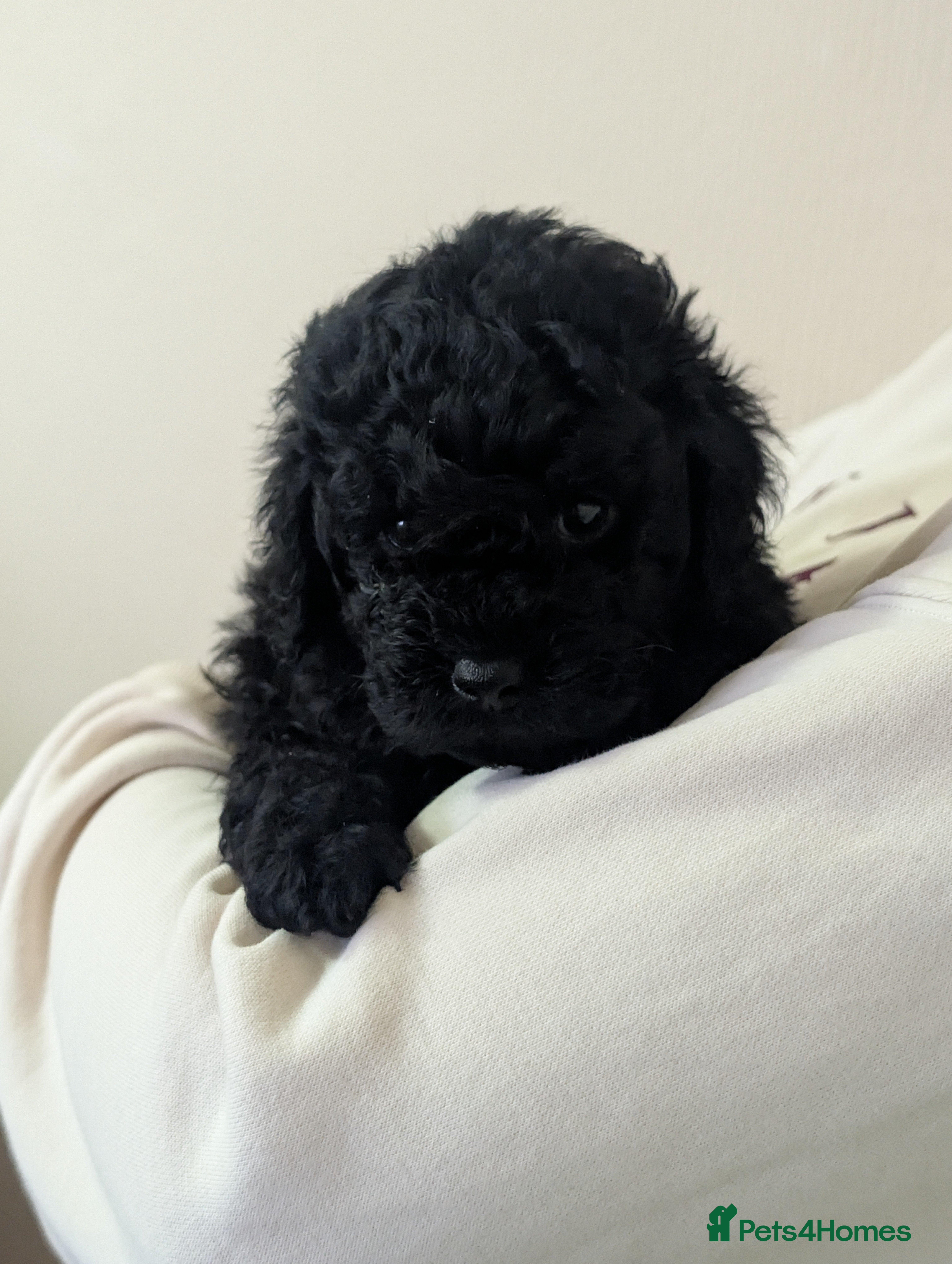 Cockapoo dogs cockerpoo girl pup's  - Advert 6