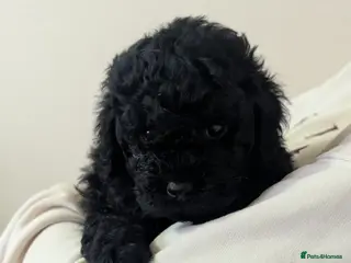 Cockapoo dogs cockerpoo girl pup's - Advert 6