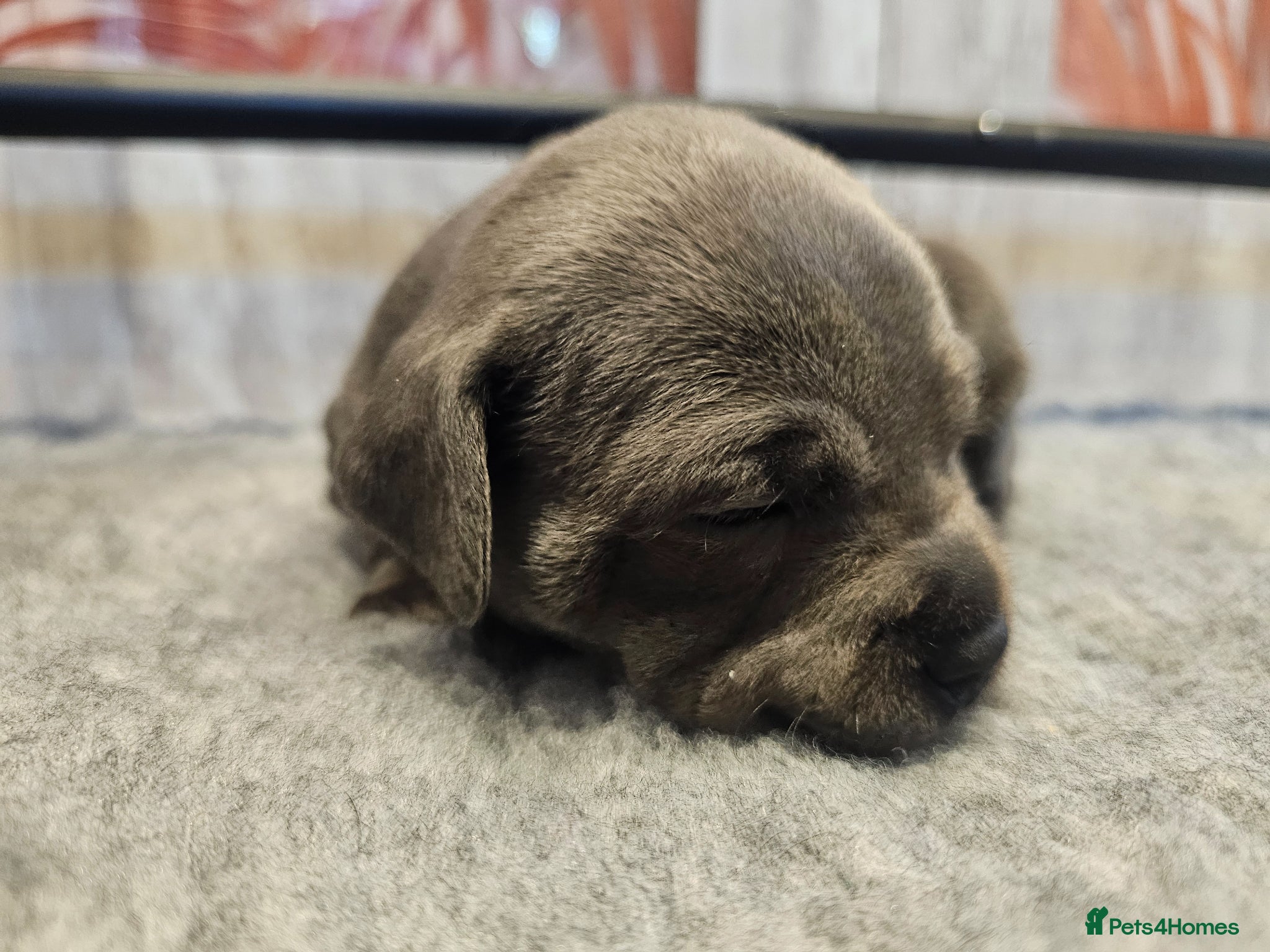 Staffordshire Bull Terrier dogs 💙Blue Staff Pups, KC Reg, 1 boy & 1 girl left💙🐾 - Advert 2