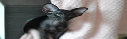Oriental cats for sale: Tica Oriental kittens for reservation - Advert 13
